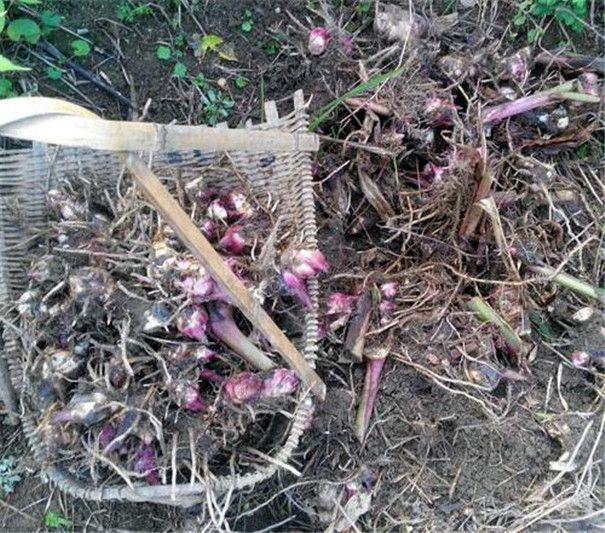 芭蕉芋淀粉加工設備--芭蕉芋