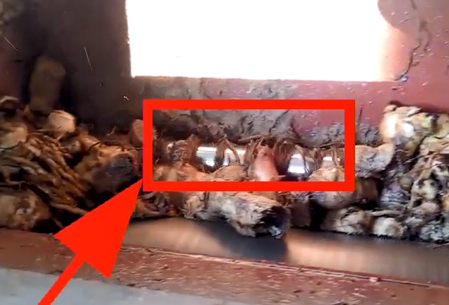 一般芭蕉芋淀粉加工設備生產