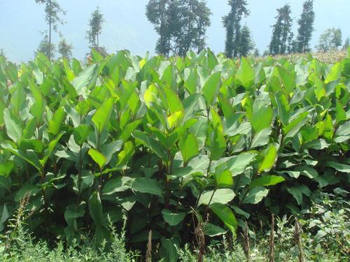 芭蕉芋的高產栽培技術