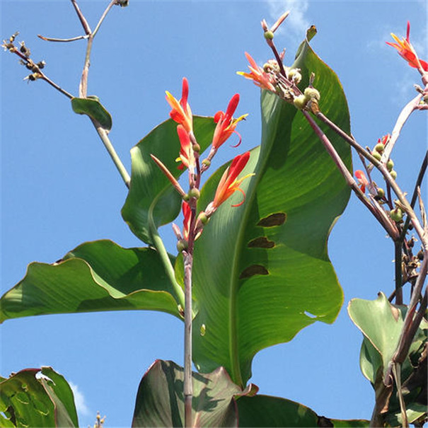 芭蕉芋淀粉加工設(shè)備--芭蕉芋