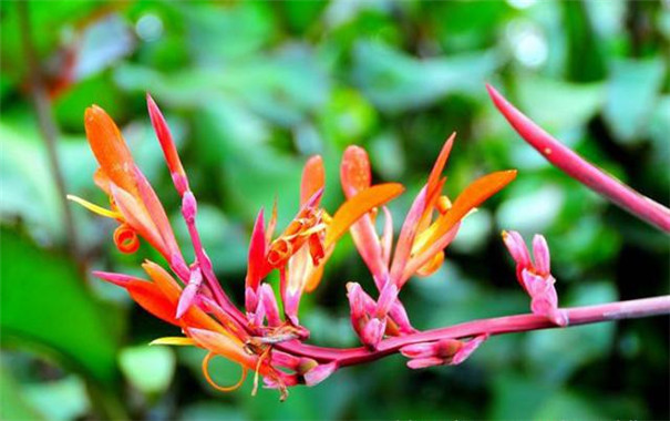 芭蕉芋淀粉價值