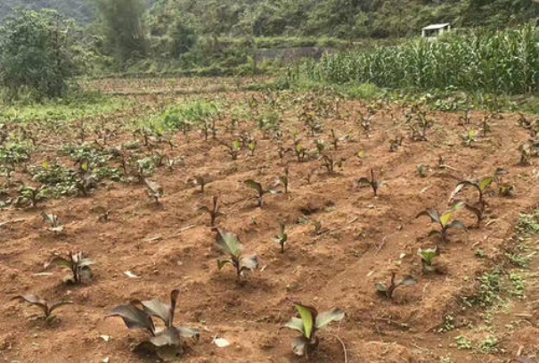 芭蕉芋的高產栽培技術