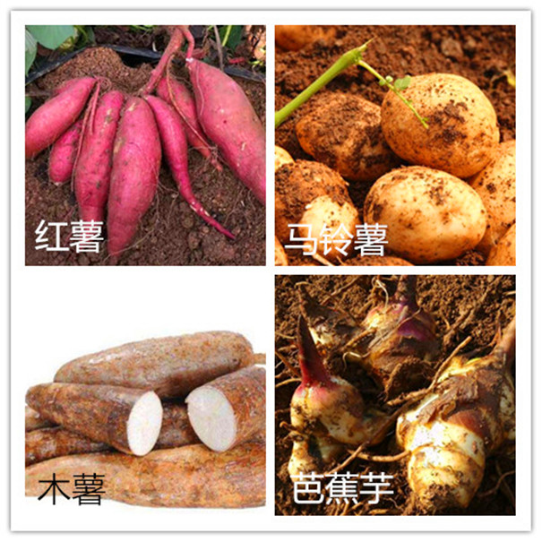 芭蕉芋等各種薯類