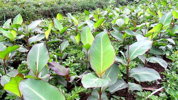 芭蕉芋淀粉設備-芭蕉芋