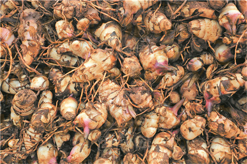 提高芭蕉芋塊根淀粉含量的關鍵周期！9-12月正當時，不要錯過好時候