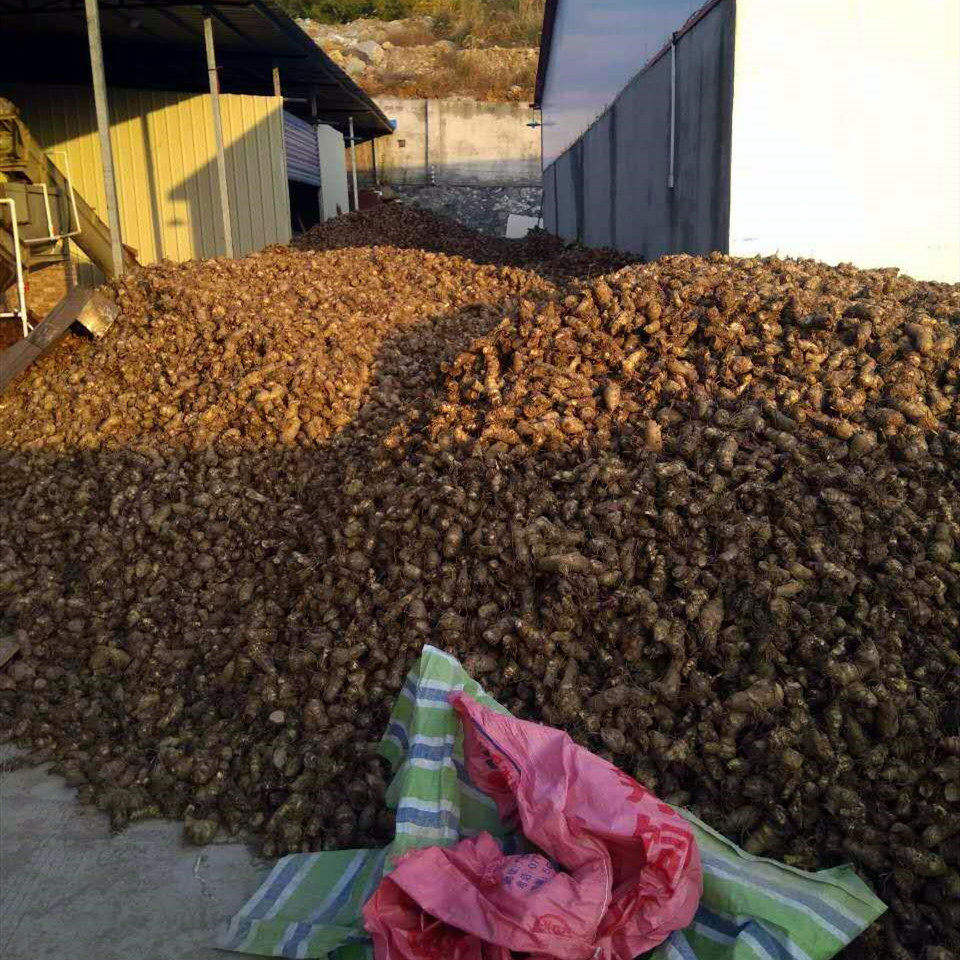 芭蕉芋淀粉加工