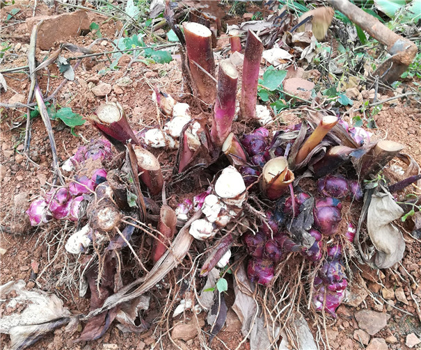 芭蕉芋馬上就要長成，提前做好這幾點，產量高做淀粉正合適