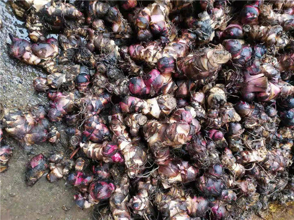 芭蕉芋淀粉加工設備