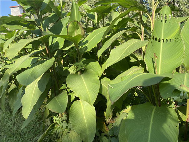 芭蕉芋馬上就要長成，提前做好這幾點，產量高做淀粉正合適