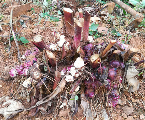 提高芭蕉芋塊根淀粉含量的關鍵周期！9-12月正當時，不要錯過好時候