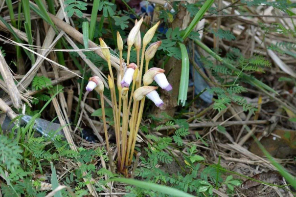 芭蕉芋的高產栽培技術