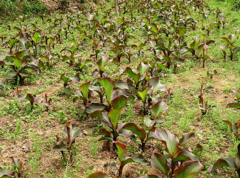 芭蕉芋種植技術