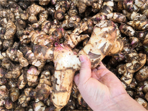 怎樣實現芭蕉芋高產栽培大豐收？