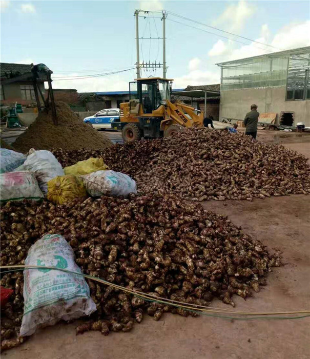 芭蕉芋淀粉加工
