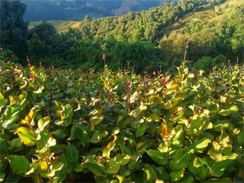 提高芭蕉芋塊根淀粉含量的關鍵周期！9-12月正當時，不要錯過好時候