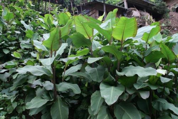 芭蕉芋制取的兩大問題