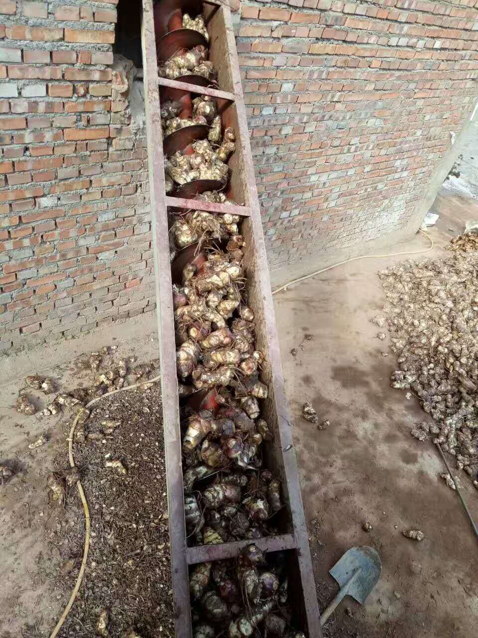 芭蕉芋輸送清洗環節