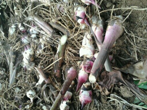 芭蕉芋淀粉加工設備2