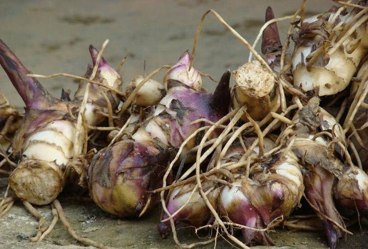 芭蕉芋淀粉雜質 芭蕉芋淀粉雜質