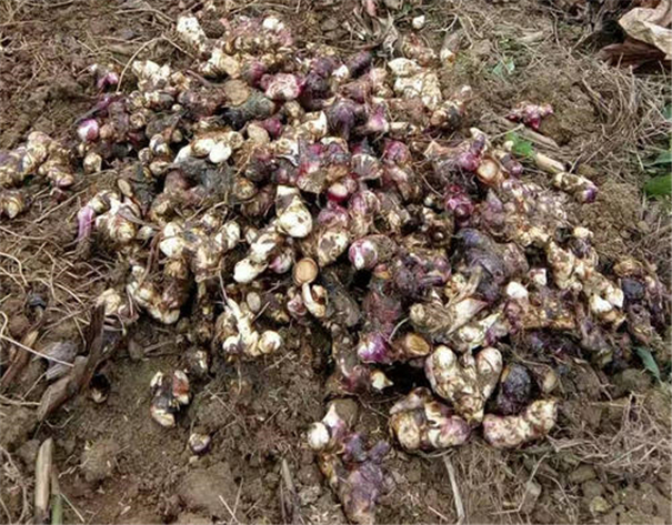 芭蕉芋淀粉加工技術(shù)難點(diǎn)和基本工藝流程