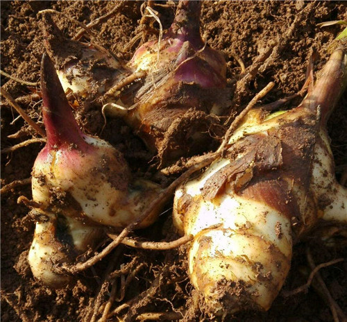 芭蕉芋淀粉加工設備