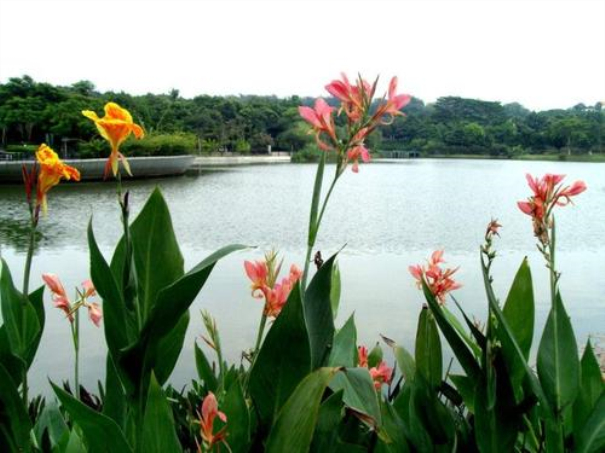 芭蕉芋的高產栽培技術