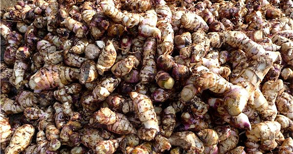 芭蕉芋淀粉加工原料