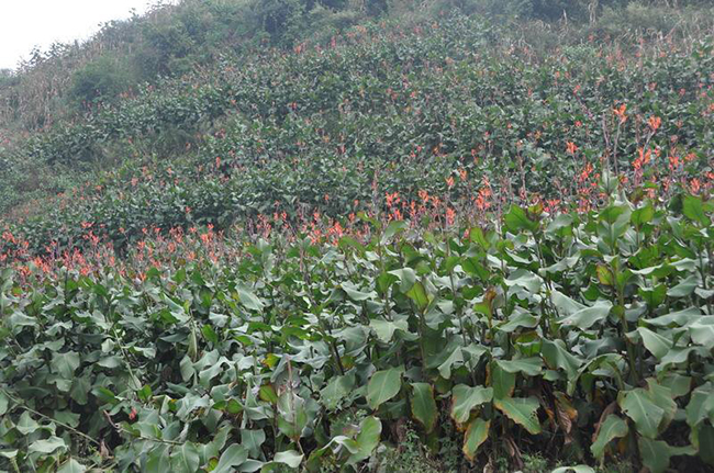 一百斤芭蕉芋能產(chǎn)多少芭蕉芋粉