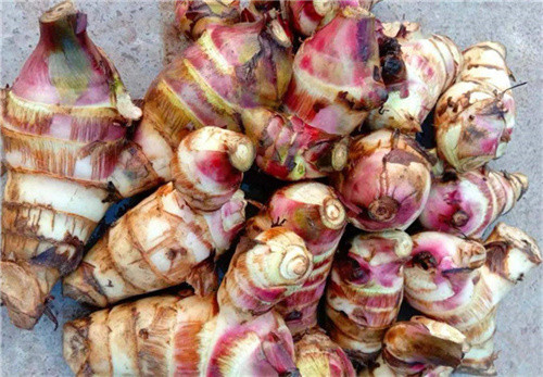 怎樣實現芭蕉芋高產栽培大豐收？