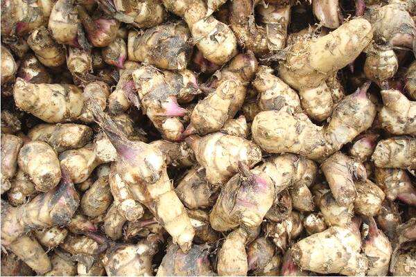 芭蕉芋淀粉加工設(shè)備