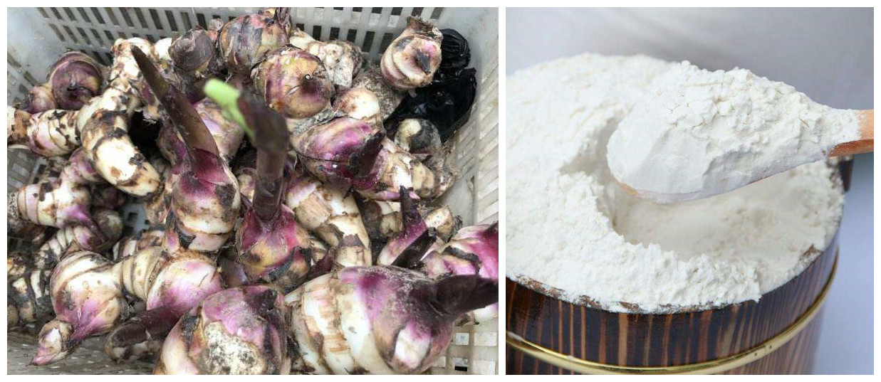 芭蕉芋淀粉產量