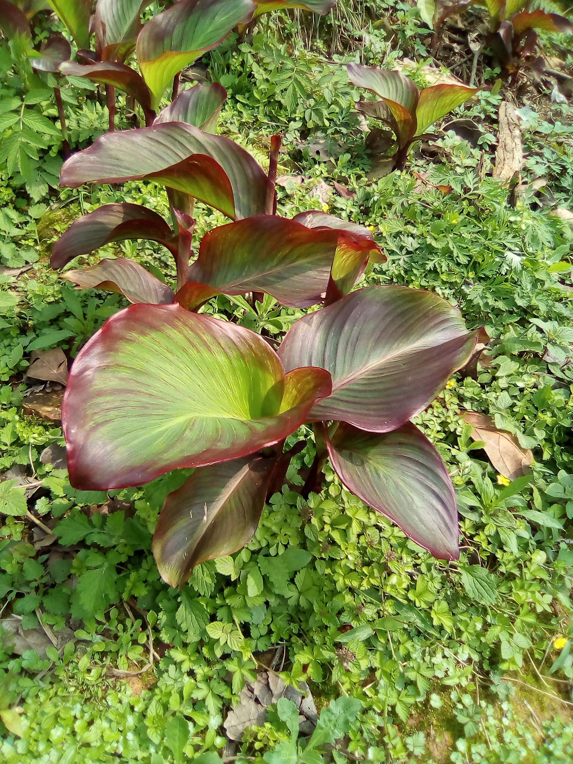 芭蕉芋淀粉加工原料