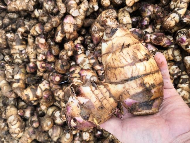 小型的芭蕉芋淀粉加工都有哪些設備？芭蕉芋淀粉加工設備多少錢一套？