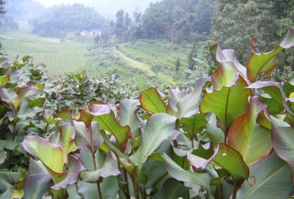 芭蕉芋的高產栽培技術