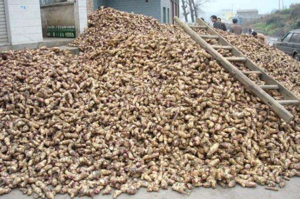 芭蕉芋淀粉加工