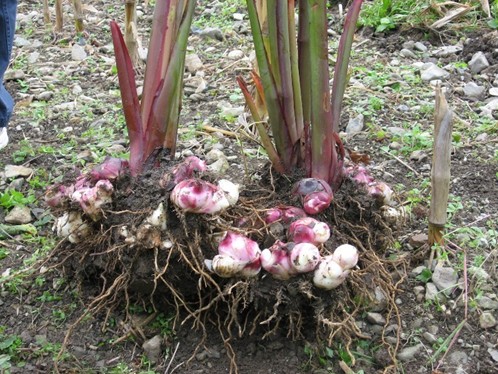 芭蕉芋淀粉加工設備