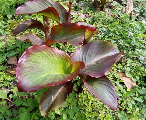 芭蕉芋馬上就要長成，提前做好這幾點，產量高做淀粉正合適
